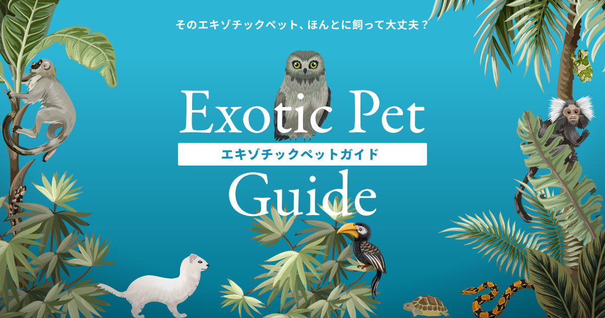 エキゾチックアニマルの治療薬ガイド / 原タイトル:Exotic Animal Formulary 原著第4版の翻訳[本/雑誌] /  JAMESW.CARPENTER/著 金田剛治/監訳 河原めぐみ/訳：ネオウィング 店 - 科学・医学・技術